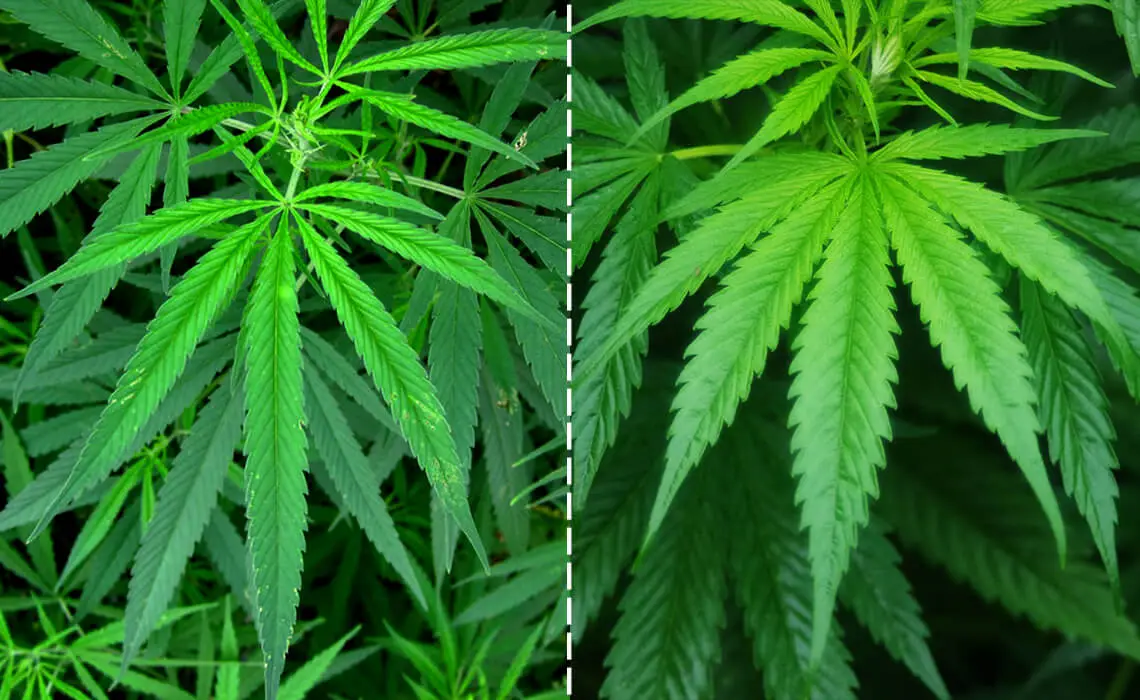 indica vs sativa 1