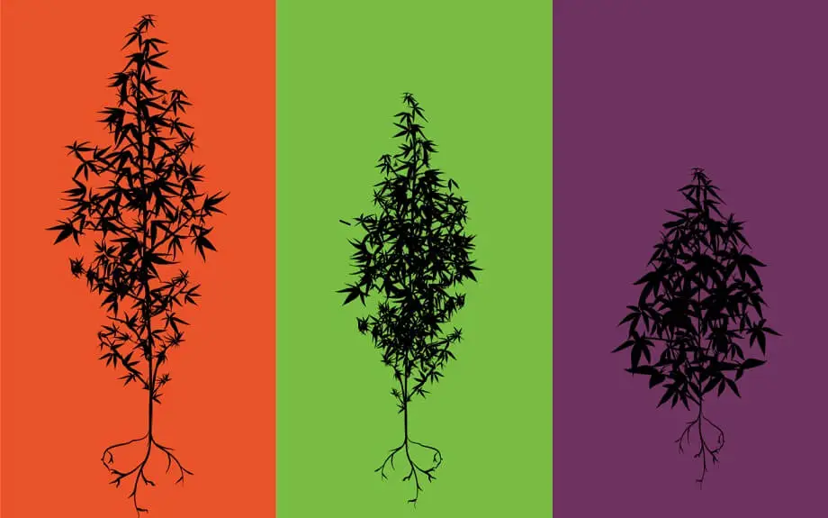 sativa indica Indica Sativa et Hybride