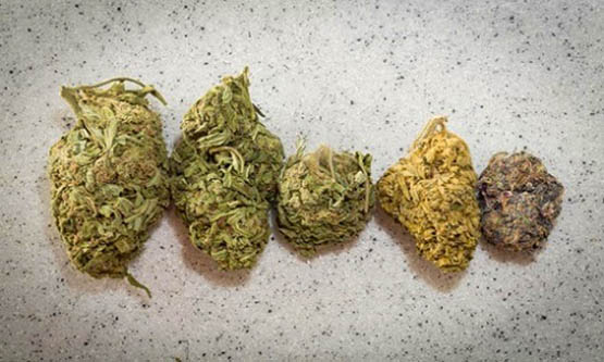 chute des ventes de big pharma 3