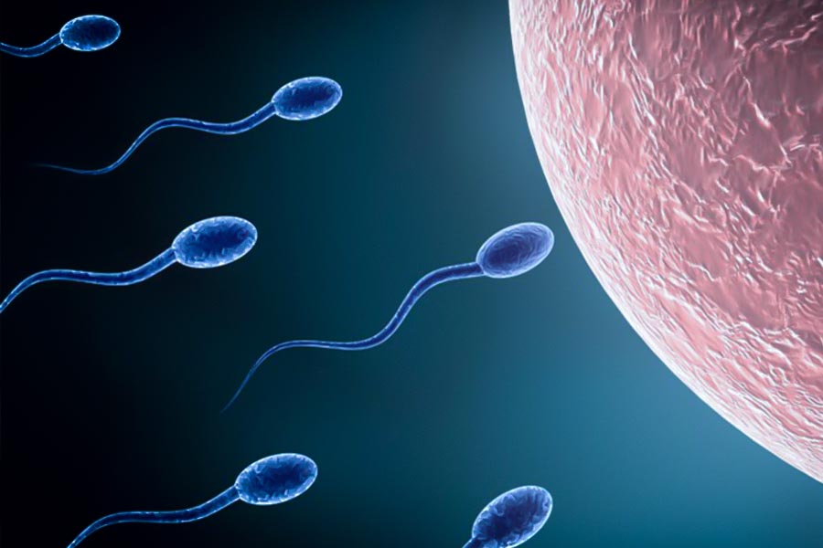 fertilité masculine