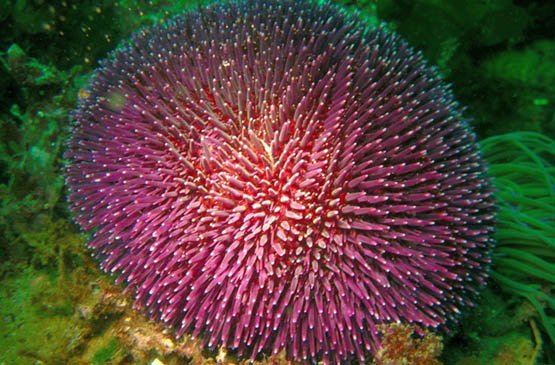 Le cannabis de l'Océan