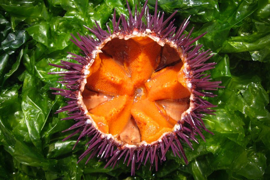 le cannabis de l océan 2