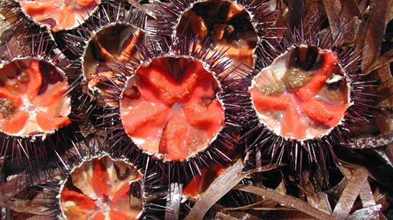 Le cannabis de l'Océan