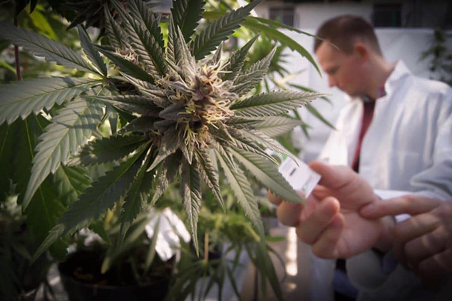 le colorado finance la recherche cannabique