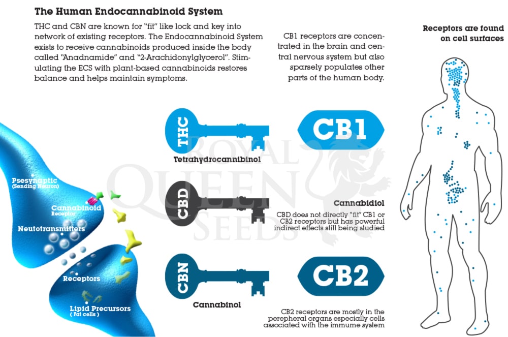 une cure pour soigner l autisme 9