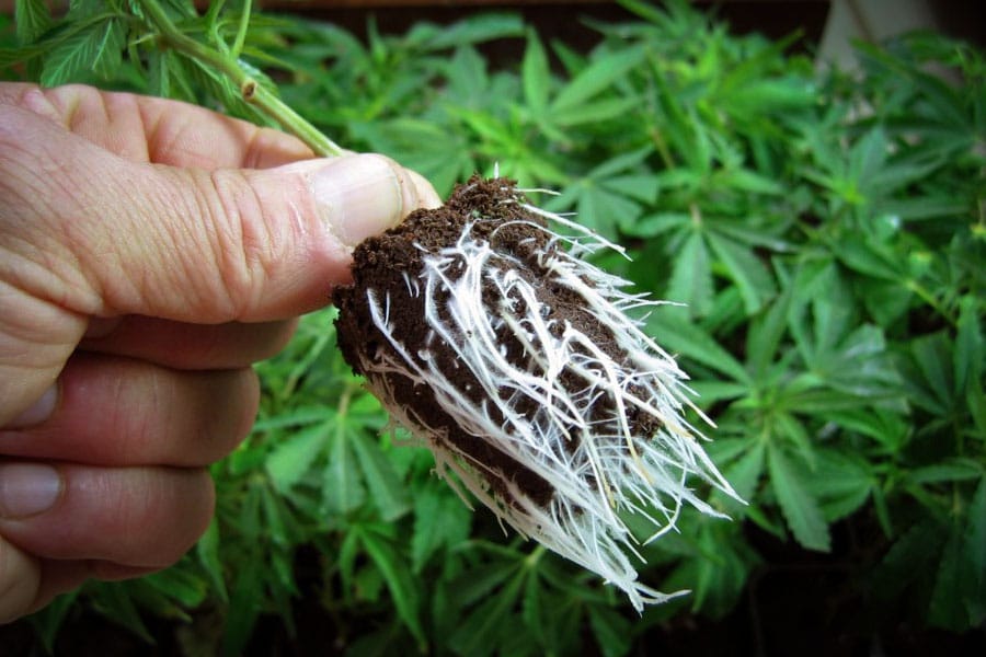 18 conseils pour le bouturage