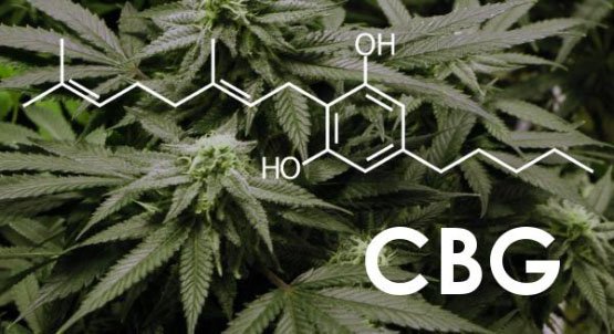 cbg-ultimate-cannabinoid-08-10