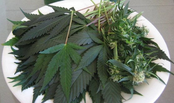 La weed ne vous fait plus d'effet ?