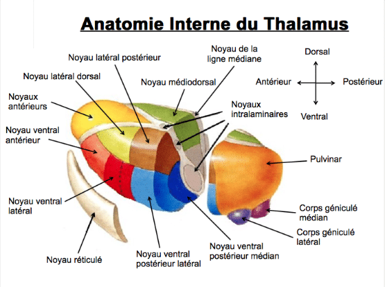 Le Cannabis atténue les effets négatifs de l'Héroïne