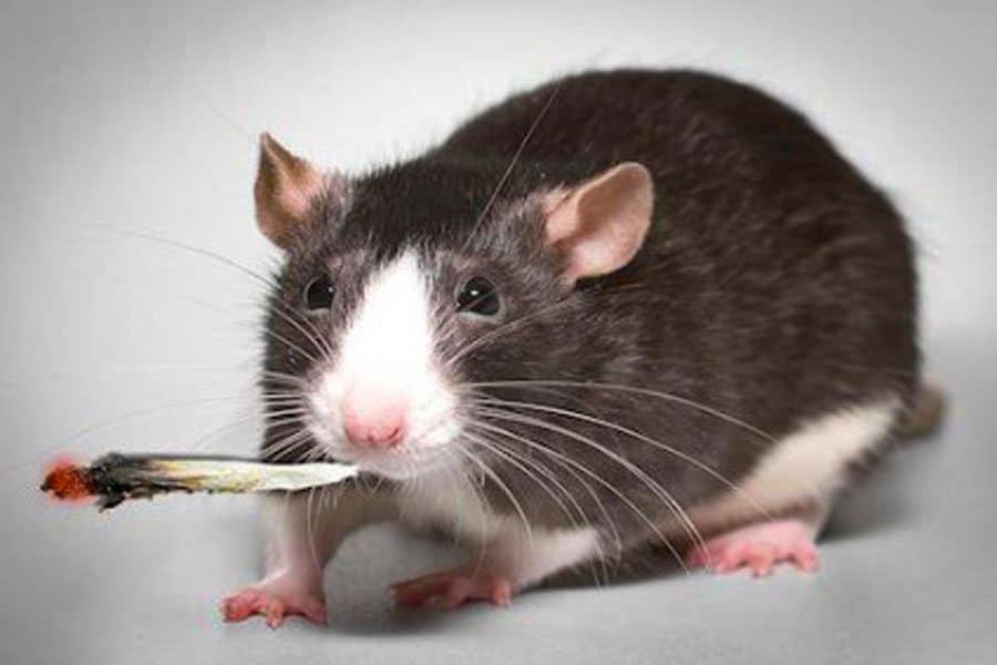 le thc ne rend pas le rat stupide