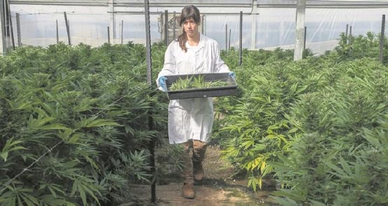 neutraliser les effets négatifs du cannabis 8