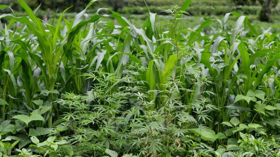 It’s-just-a-wild-and-natural-plant.-You-can’t-stop-it-from-growing-and-it’s-too-much-work-to-start-chopping-it-up_-Fareed-said.-