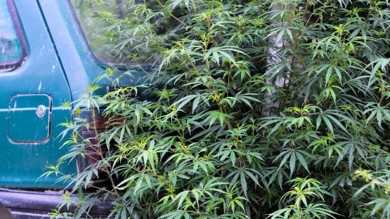 A-car-and-some-cannabis