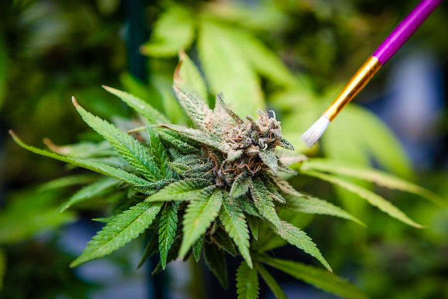 pollinisation avec le guru de la ganja 12