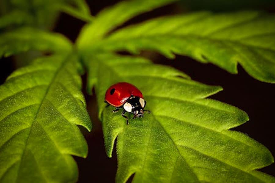 protéger biologiquement votre marijuana 20
