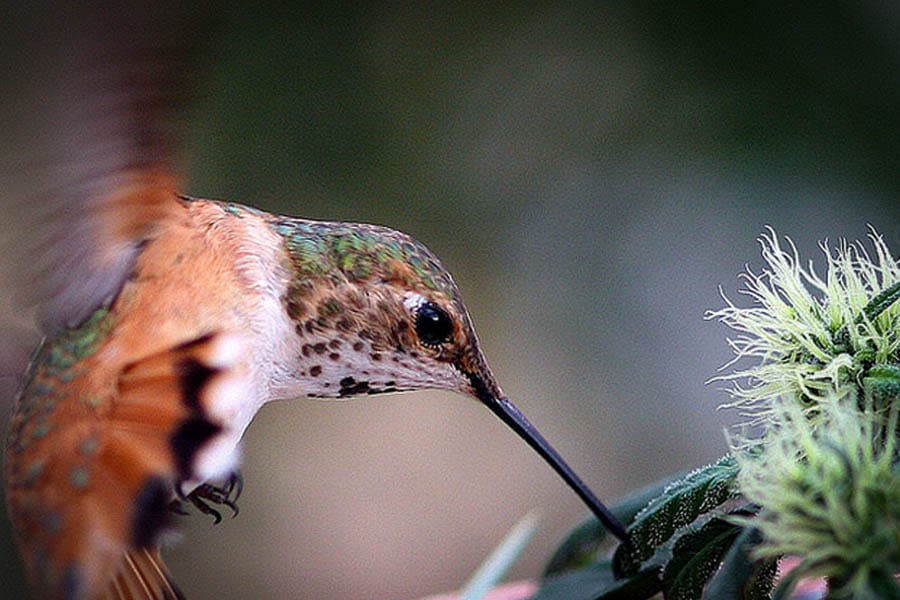 8 miracles de la marijuana médicale 9