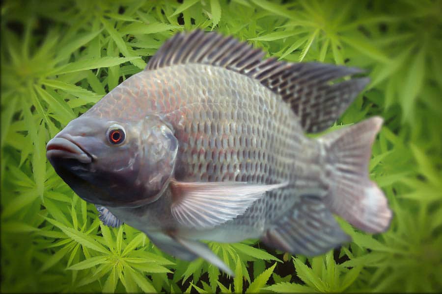 culture aquaponique de marijuana 12