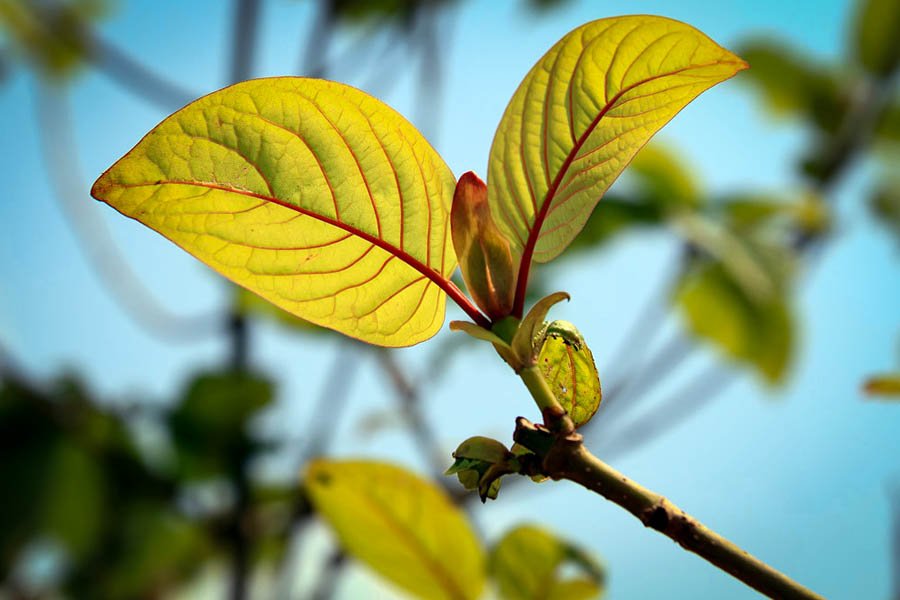 interdiction du kratom 11