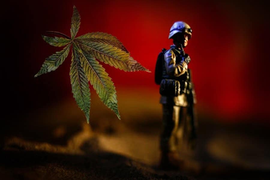 la légion américaine au secours du cannabis médical 3