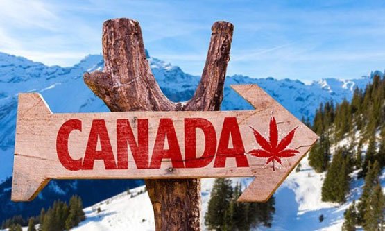 canada-marijuana3