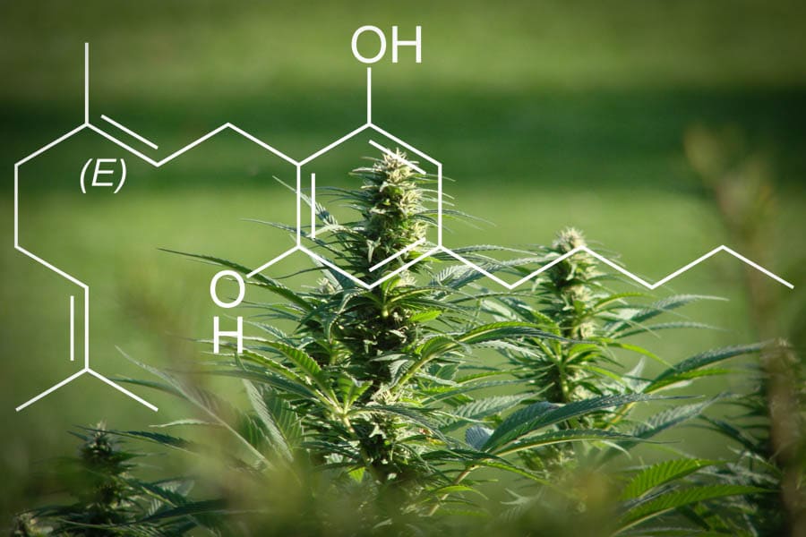 le cbg nouveau cannabinoïde prêt à l’emploi 5