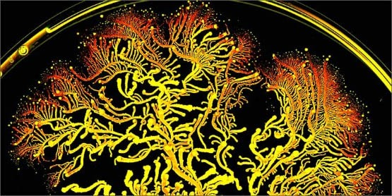 5-medical-benefits-cbc-antifungal