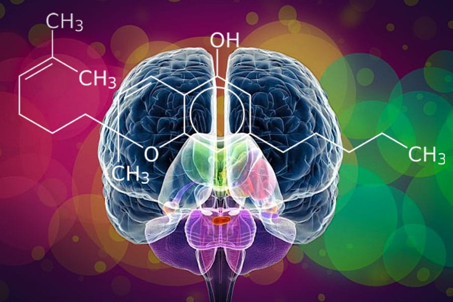 le juvénile synergique cbc 12