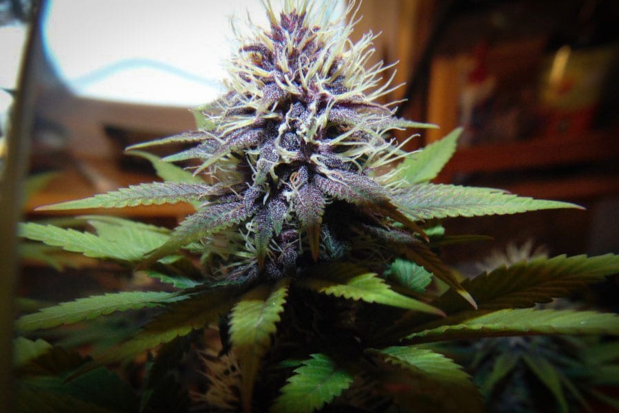 les 14 meilleures souches 2016 pour une culture d intérieur 16