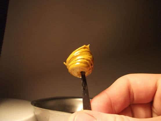 Cannabis_Butane_Honey_Oil