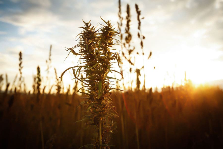 l’europe prête à embrasser le chanvre 8