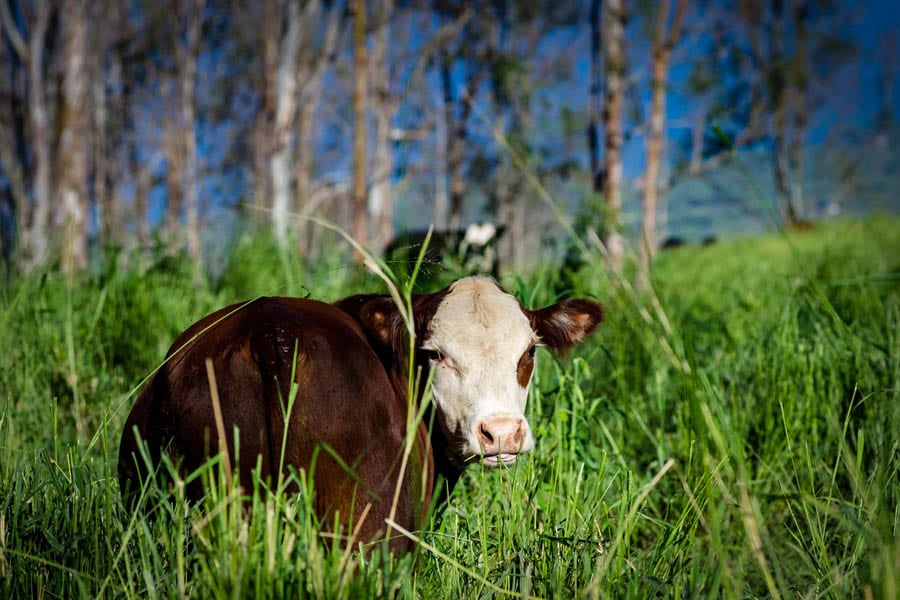 plantations surveillées par des vaches à hawaï 11