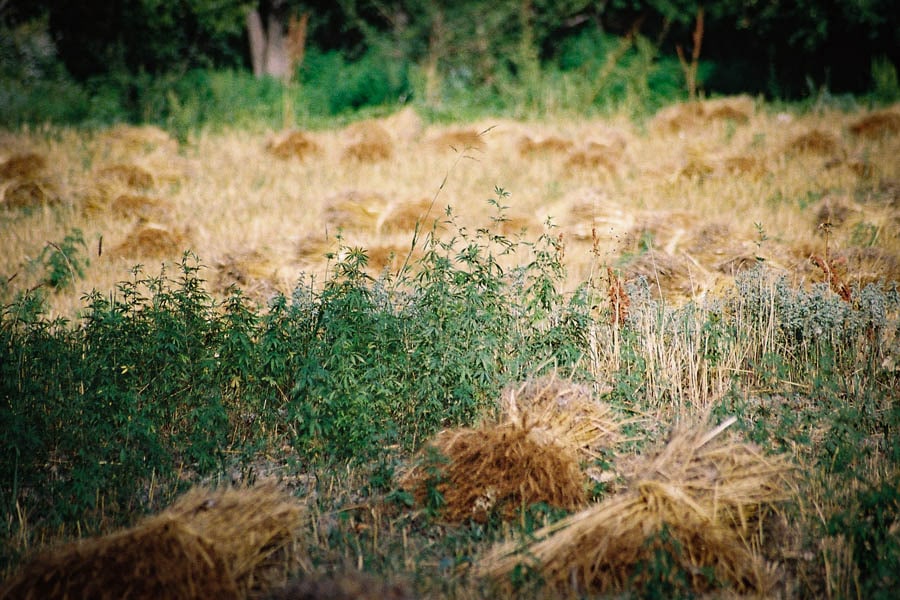 ruderalis le chanvre sauvage 6