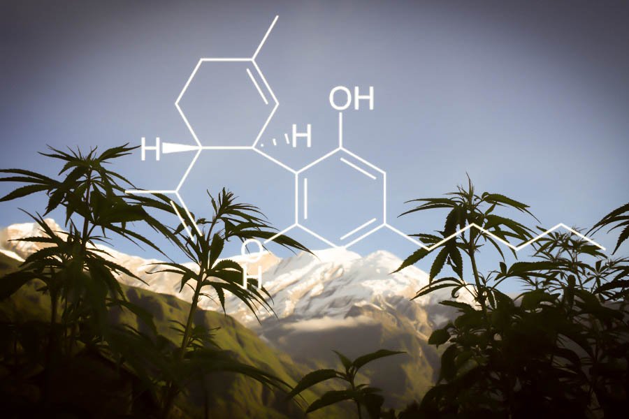 cbd de chanvre ou marijuana 8