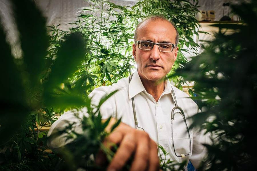 des médecins sereins face à la marijuana 6