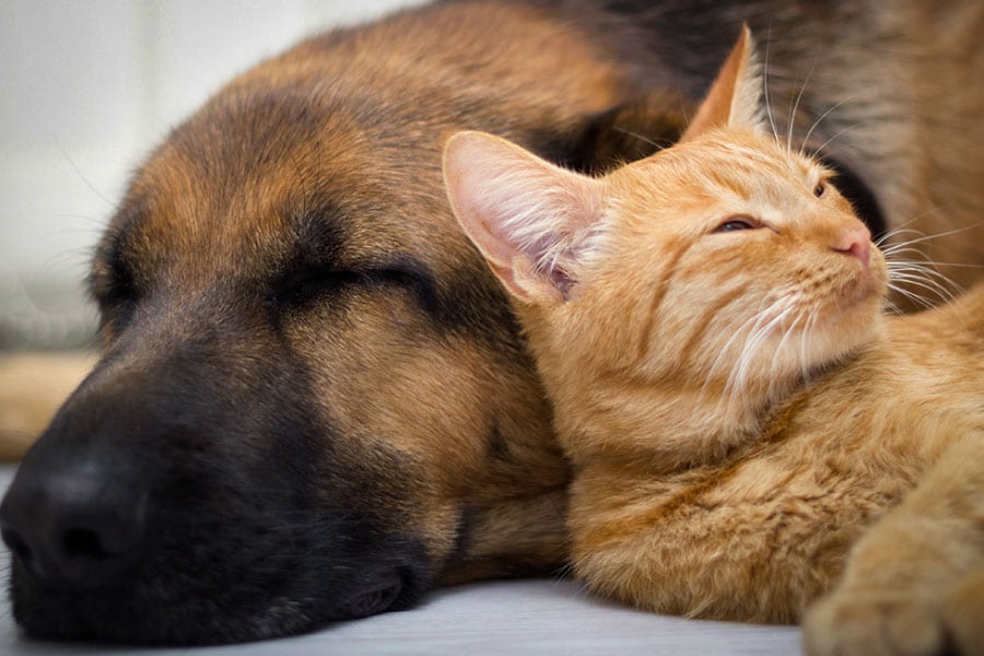 du cannabis médical pour nos animaux 10