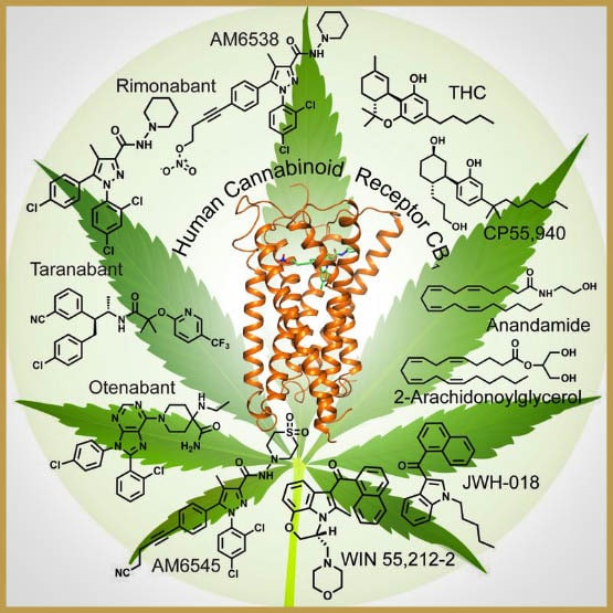 la structure du premier récepteur cannabinoïde révélé