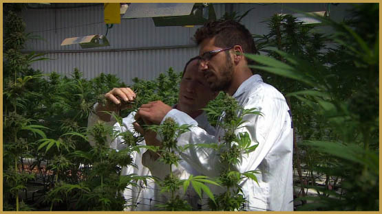 kosher-cannabis-israel