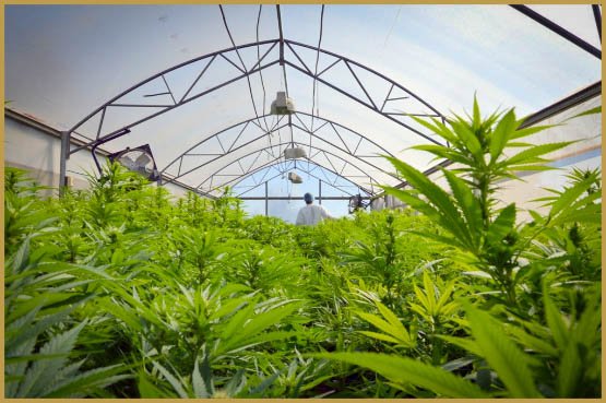 Le cannabis médical israélien accessible en pharmacie