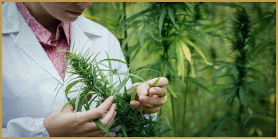 marijuana-science-cannabis-plant-research