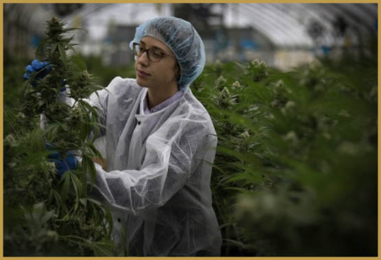 Le cannabis médical israélien accessible en pharmacie