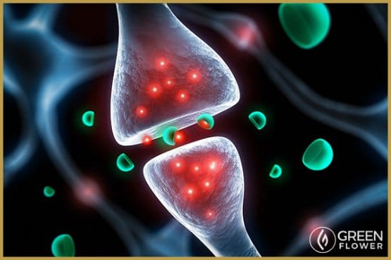Le cannabis ne crée pas de lésions cérébrales