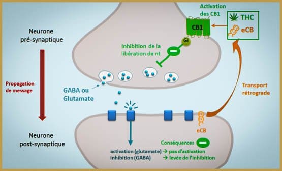Le cannabis ne crée pas de lésions cérébrales