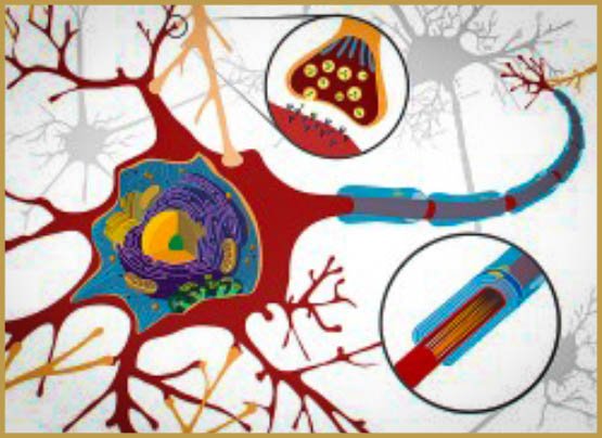 Le cannabis ne crée pas de lésions cérébrales