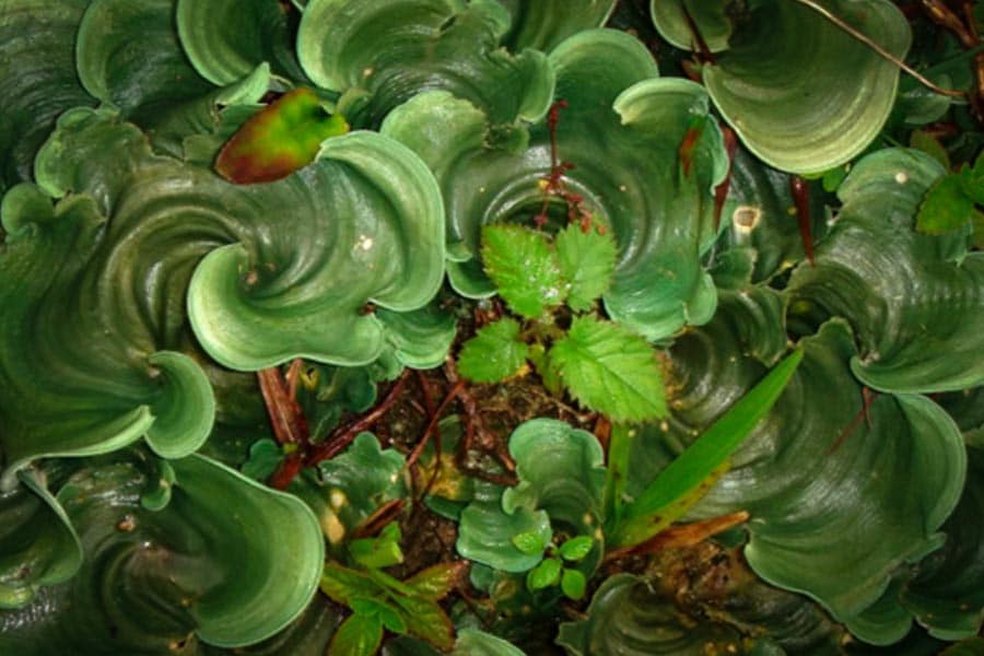 le lichen psychédélique 9