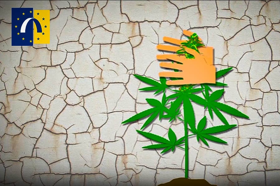 le tutoriel de l oedt sur le haschisch 4