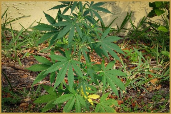 young_cannabis-750x500