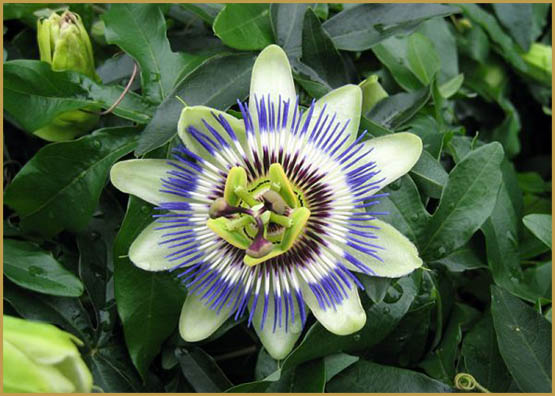 passiflora-caerulea-fleur-600x450
