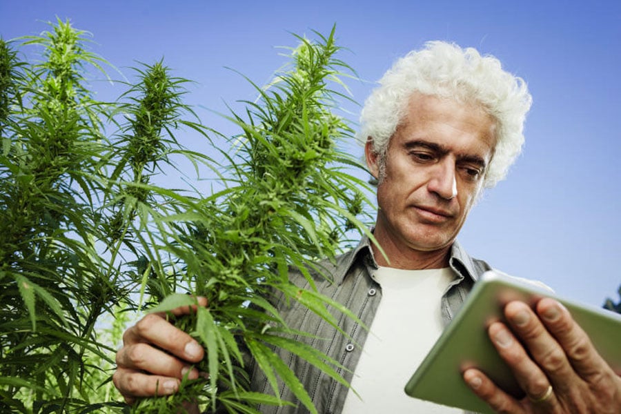 21 applications pour consommateurs de cannabis 12