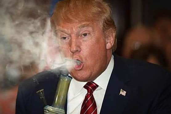 donald trump le 45éme président des États unis en faveur du cannabis médical 5
