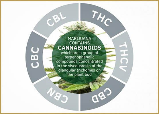 Efficacité du THCV contre le diabète de type 2